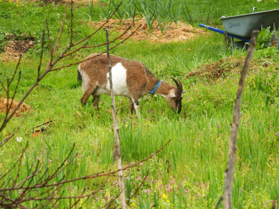 Goat eating oats