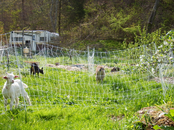 Goat learning an electric fence