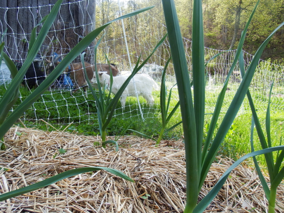 Goats in the garden