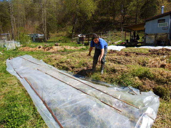 Laying down plastic for solarization