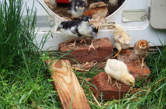 Chicks exploring the outdoors