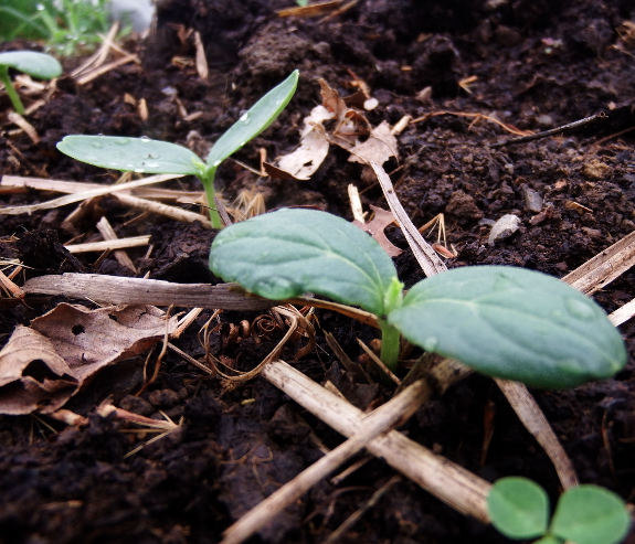 Cucumber seedlings