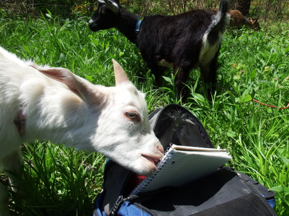 Curious goat