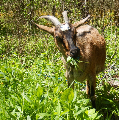 Hungry goat