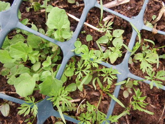 Weedy carrots