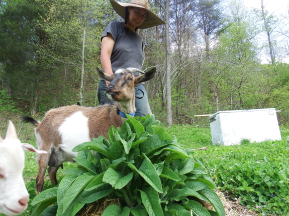 Goat eating comfrey