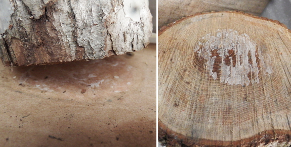 DIY shiitake propagation