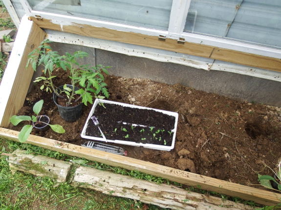 Planting into the cold frame