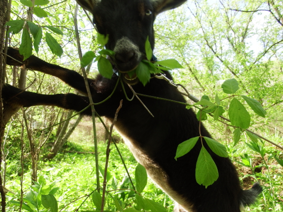 Goat eating tree leaves