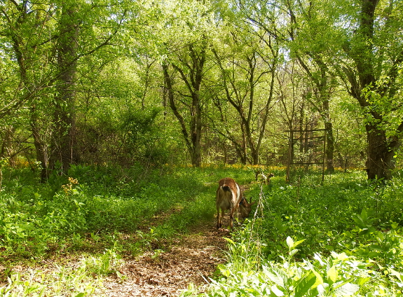 Grazing goat