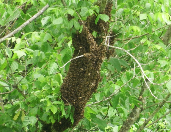 bee swarm in a tree
