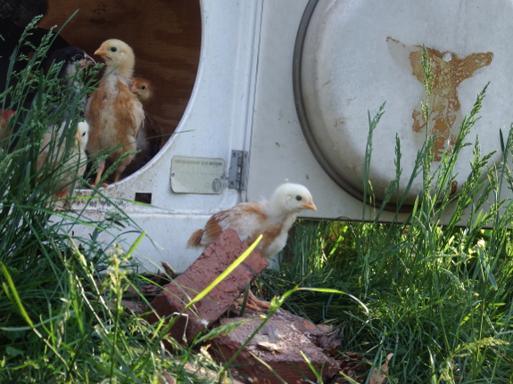 Chicks going outside