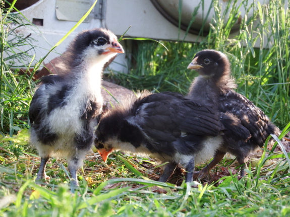 Chicks in grass