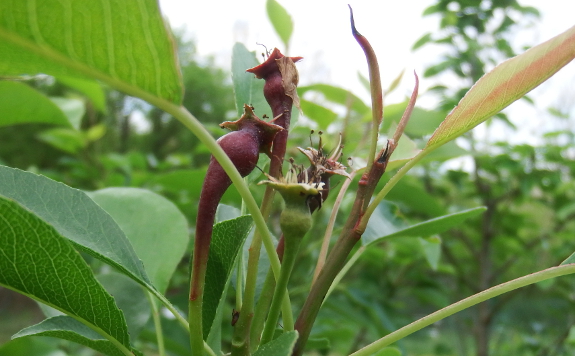 Baby pear fruits