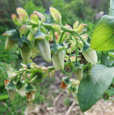 Blueberry flowers