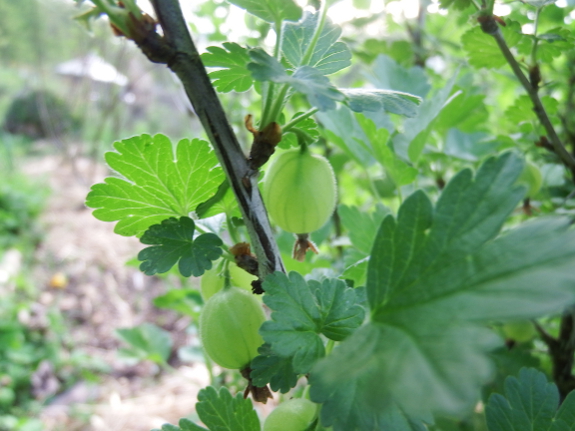 Developing gooseberry