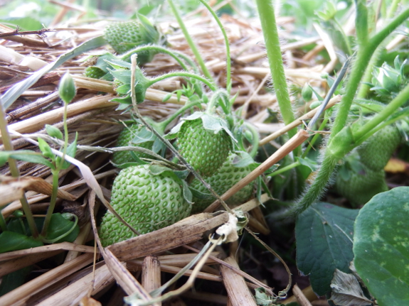 Growing strawberry fruits