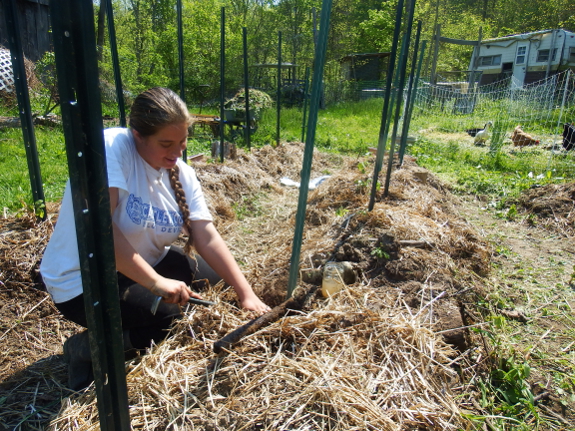 Planting tomatoes