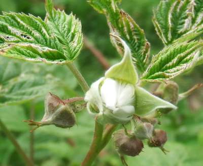 Red raspberry flower