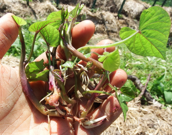 Sweet potato slips