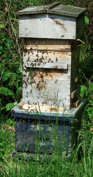 Adapter to change from a warre to langstroth hive