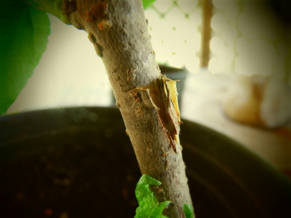 T incision in rootstock bark