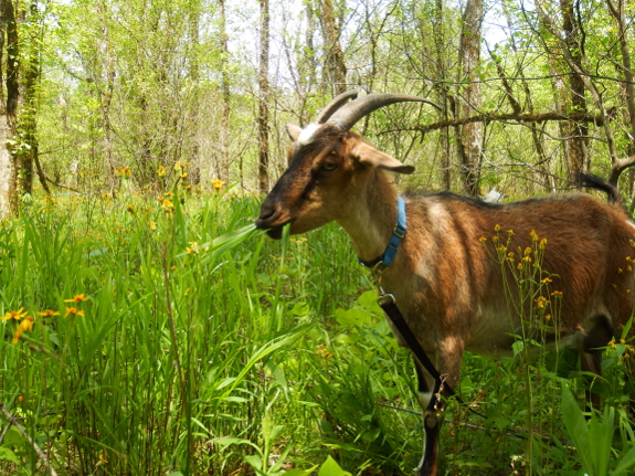 Goat eating grass