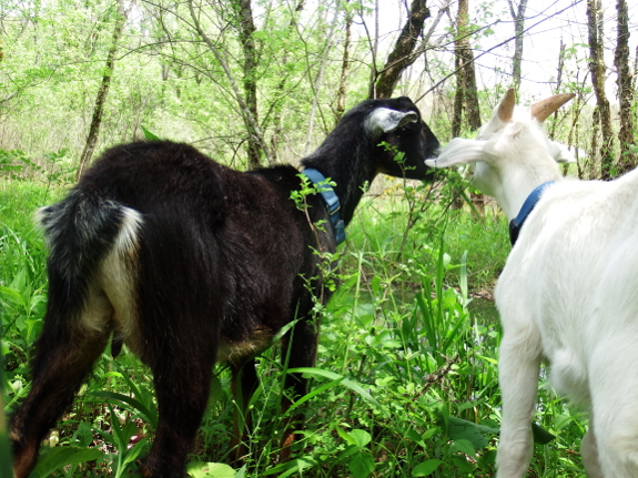 Goats grazing together