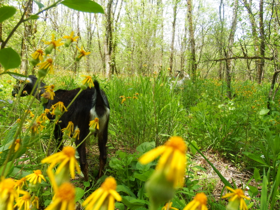 Goats in the woods