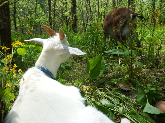 Resting goat