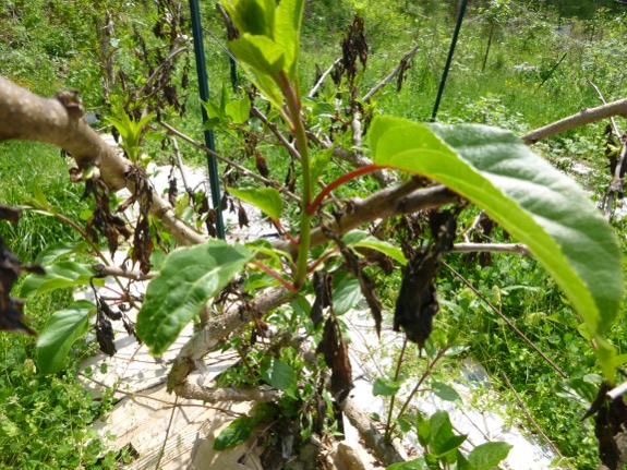 Hardy Kiwi update 2015