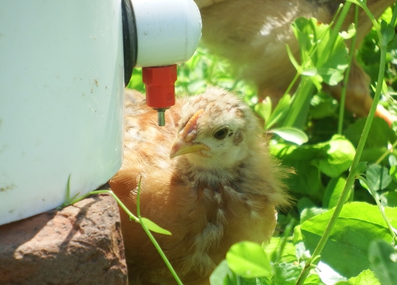 new chick drinking from nipple bucket