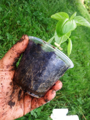 Clear plastic pot