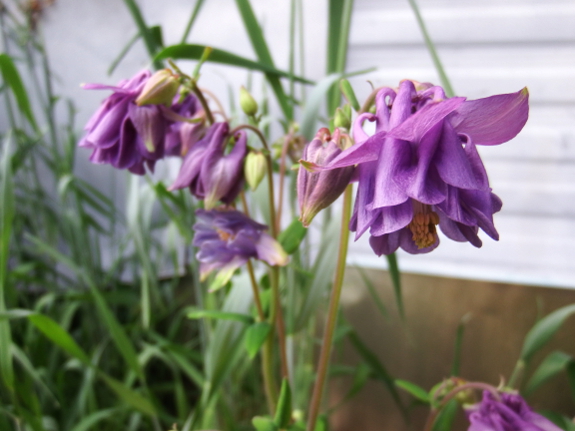 Columbine