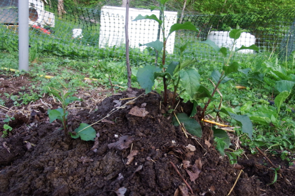 Hilling up a rootstock stool