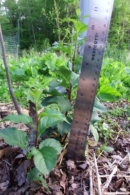 Measuring rootstock sprouts