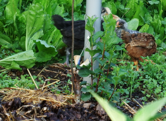 Sprouts from a rootstock