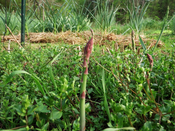 Weedy asparagus