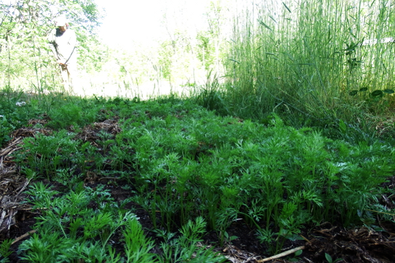 Carrot seedlings