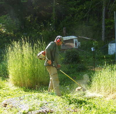 Cutting rye