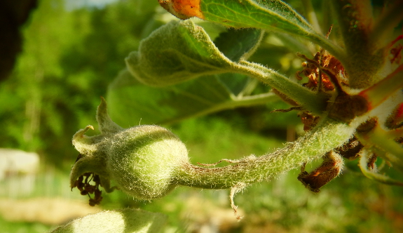 Developing apple fruit