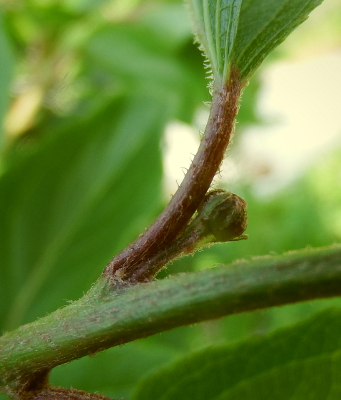 Hardy kiwi flower bud