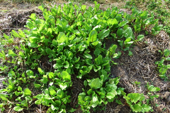 Mangel seedlings