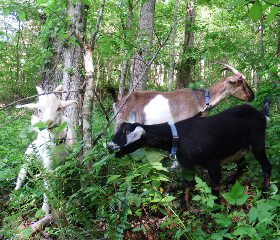 Goat family