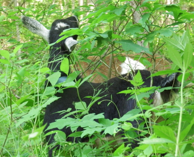 Goats in the green