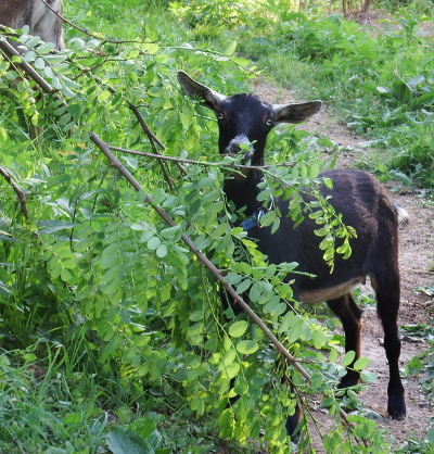 Goat eating black locust leaves