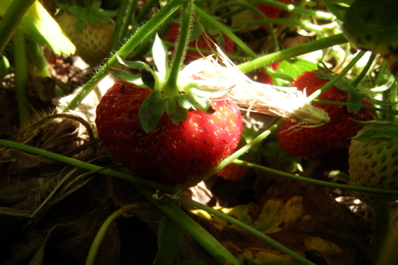 Ripening strawberry