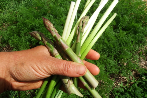 Garlic scapes and asparagus