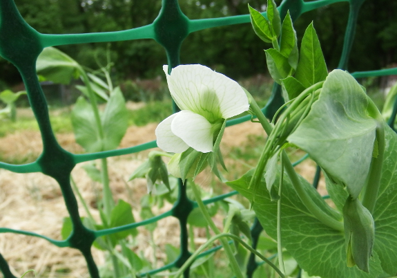 Pea flowers