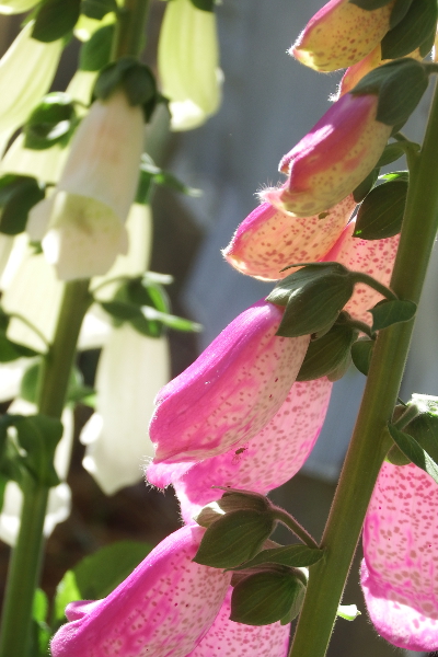 Foxglove flowers